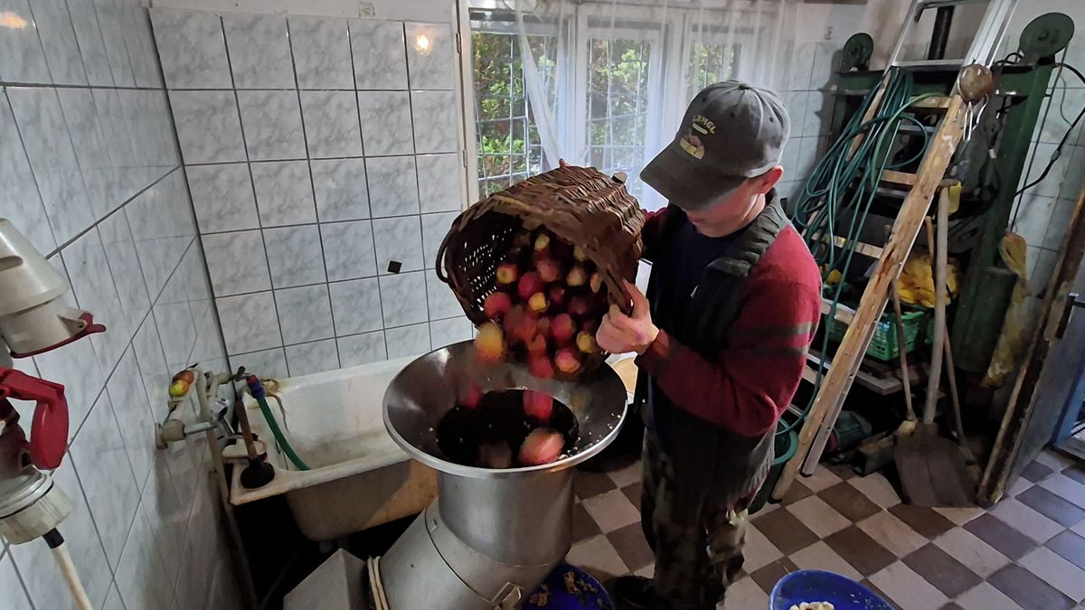 Ovoce je nadbytek. V moštárně v Řepišti stojí lidé hodinové fronty, tamní palírna pojede až do jara