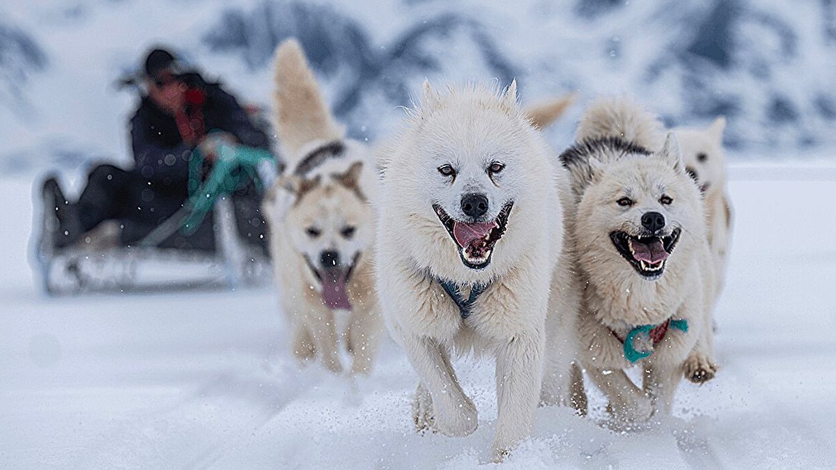 Genetická analýza tažných psů odhalila, že Inuité přišli do Grónska o několik set let dříve