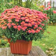 Chryzantémy lze pěstovat volně v záhonech, ale bude jim to pěkně slušet i v nádobách.