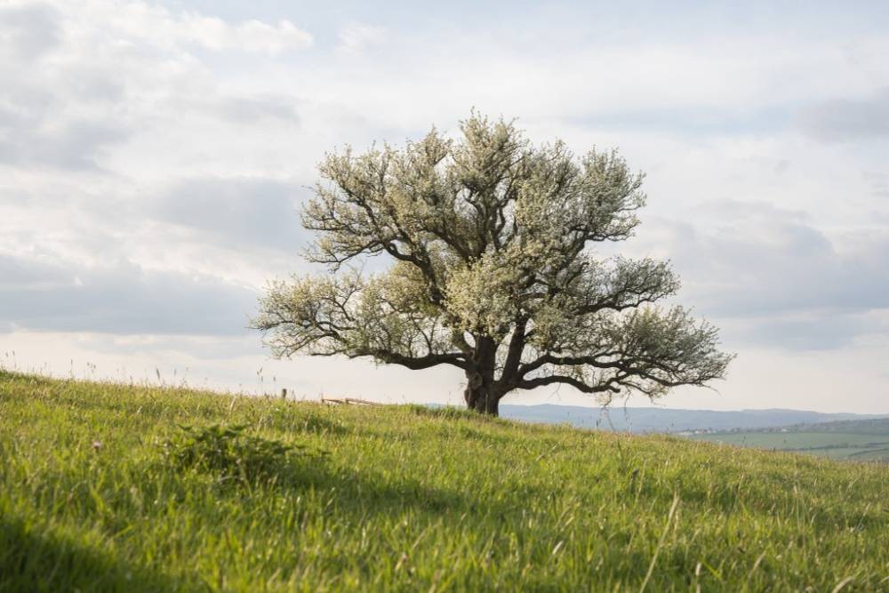 Hruška na Radovách