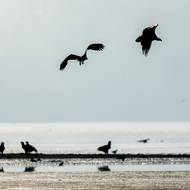 Orel mořský se živí rybami i ptáky.