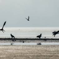 Orel mořský na Třeboňsku 