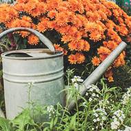 Chryzantémy začínají tvořit květy, když se začnou dny krátit.