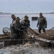 Hlavní rybou v sítích je samozřejmě kapr.
