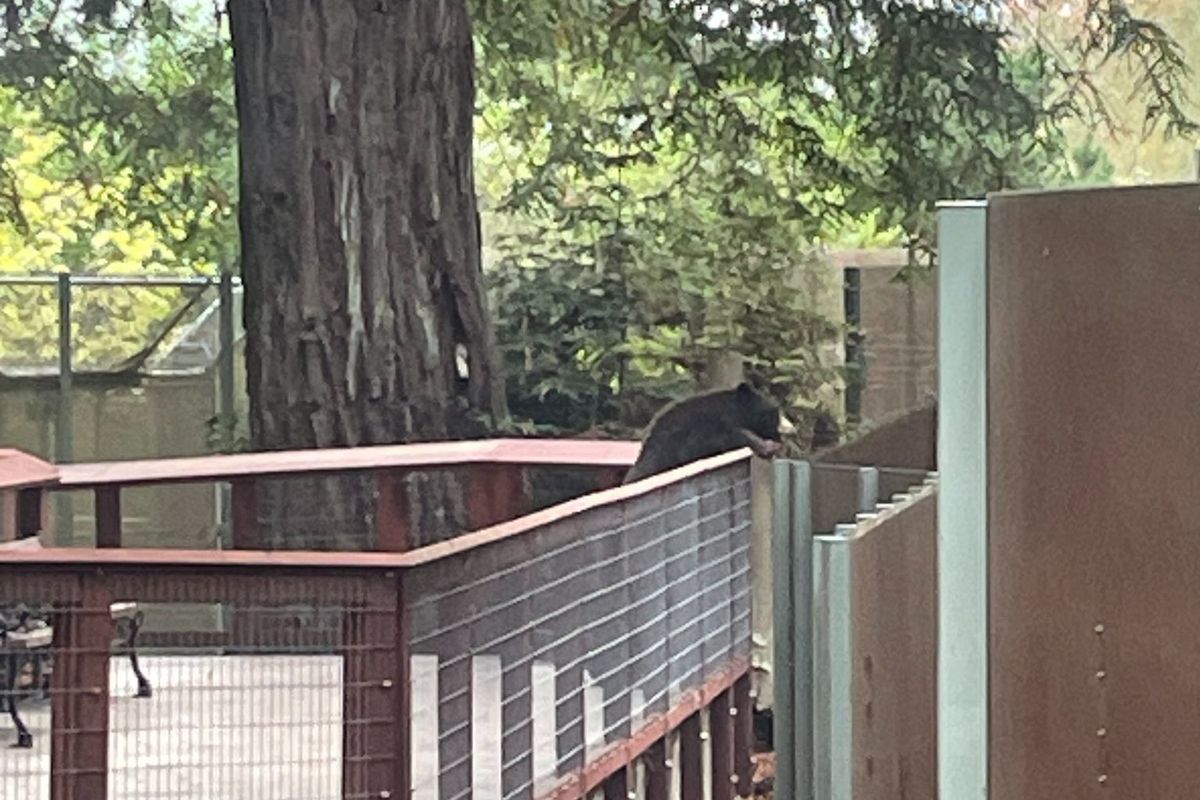 Divoký medvěd se vloupal do zoo, navštívil tam své kolegy