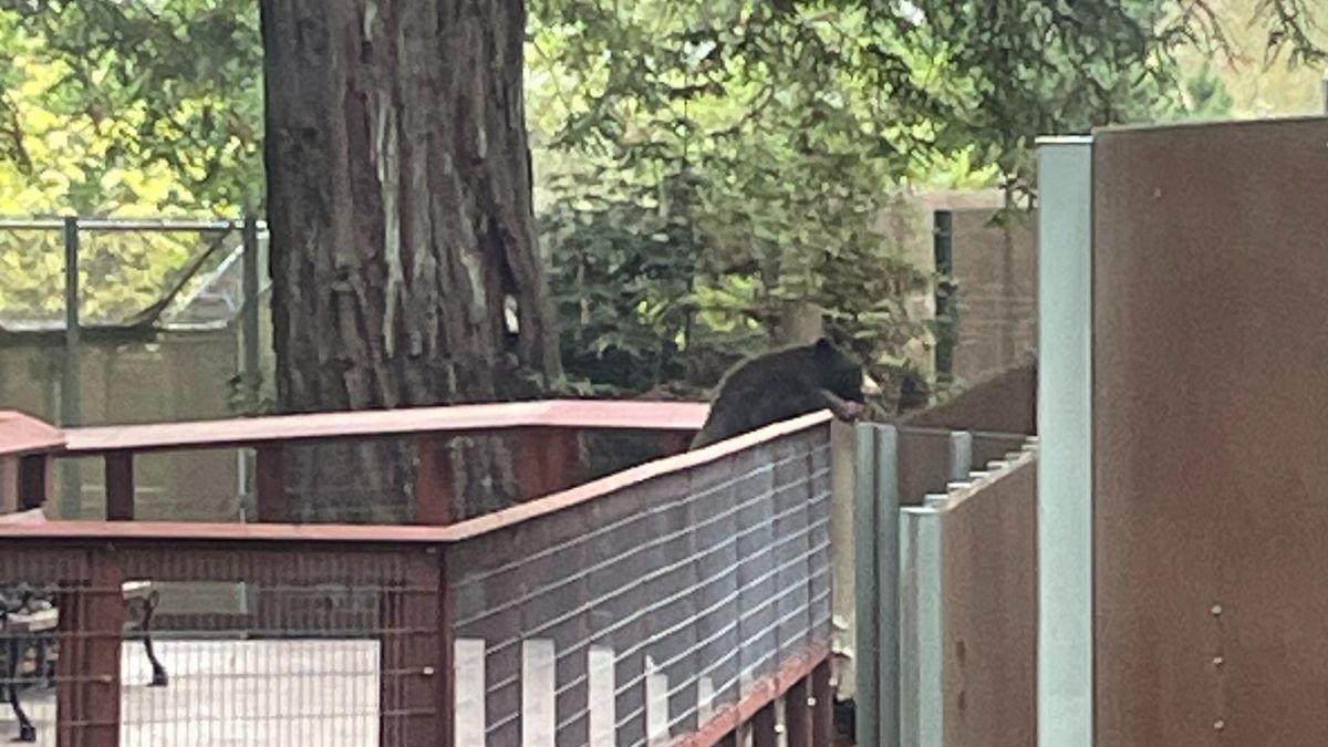 Divoký medvěd se vloupal do zoo, navštívil tam své kolegy