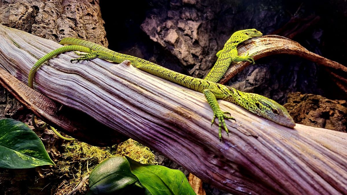 Unikátní varani v Liberci. Objeveni byli před 18 lety, v Česku jich žije jen šest