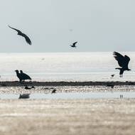 Hnízdí v lesních komplexech na stromech v blízkosti vodních ploch.