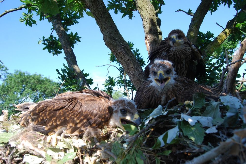 Orlům královským se v Česku daří, letos měli 38 mláďat