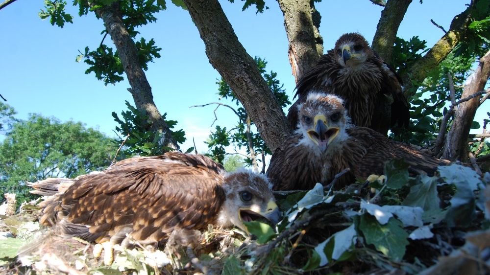 Orlům královským se v Česku daří, letos měli 38 mláďat