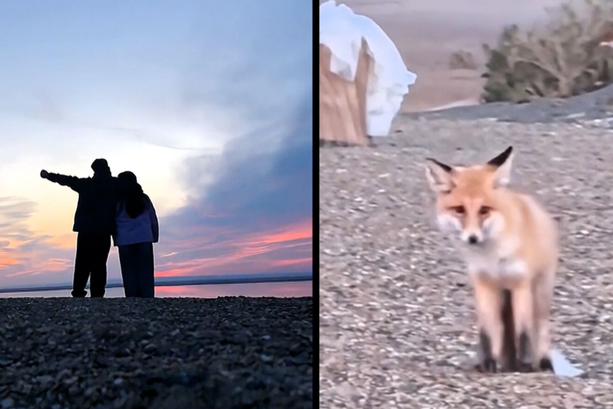 Natáčeli si selfie při západu slunce, lstivá liška jim mobil ukradla