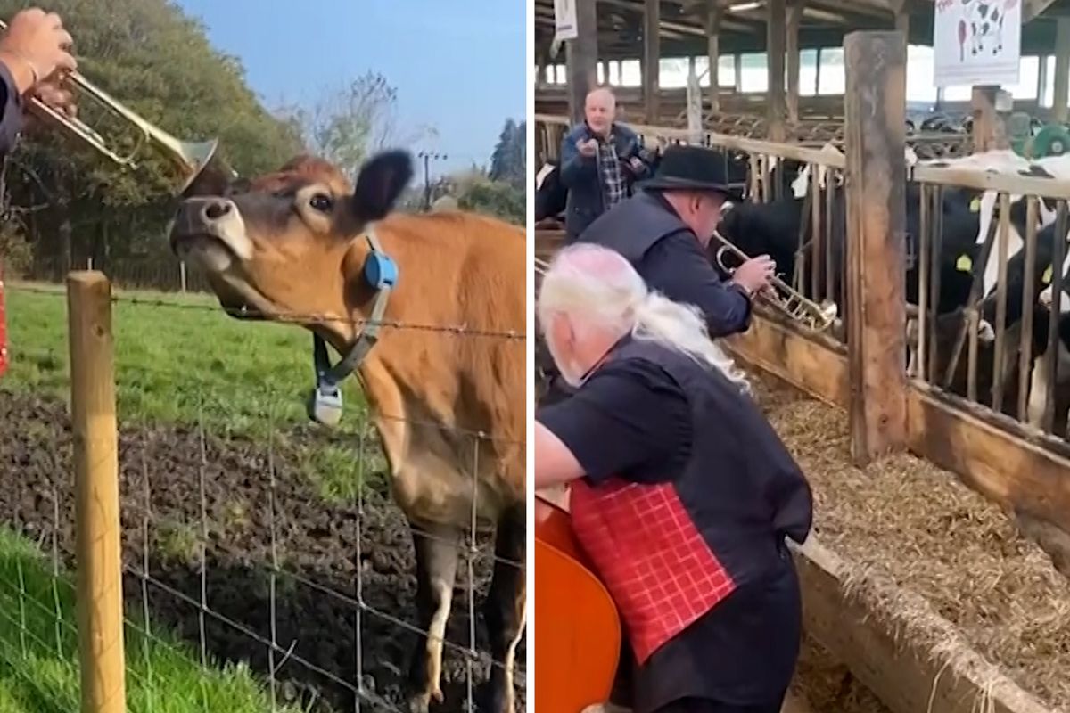 Pláničkovu metodu vyzkoušela i farmářka v Anglii. Dopřála dojnicím živou jazzovou kapelu