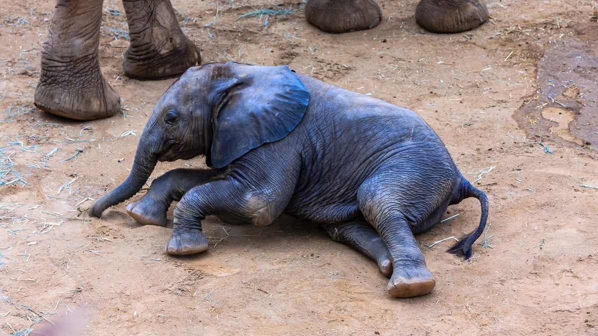Spadlo do jámy a matka ho opustila. Veterináři v Thajsku sdíleli dojemný příběh slůněte
