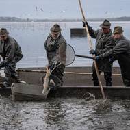 Ryby se třídí podle druhu a velikosti.