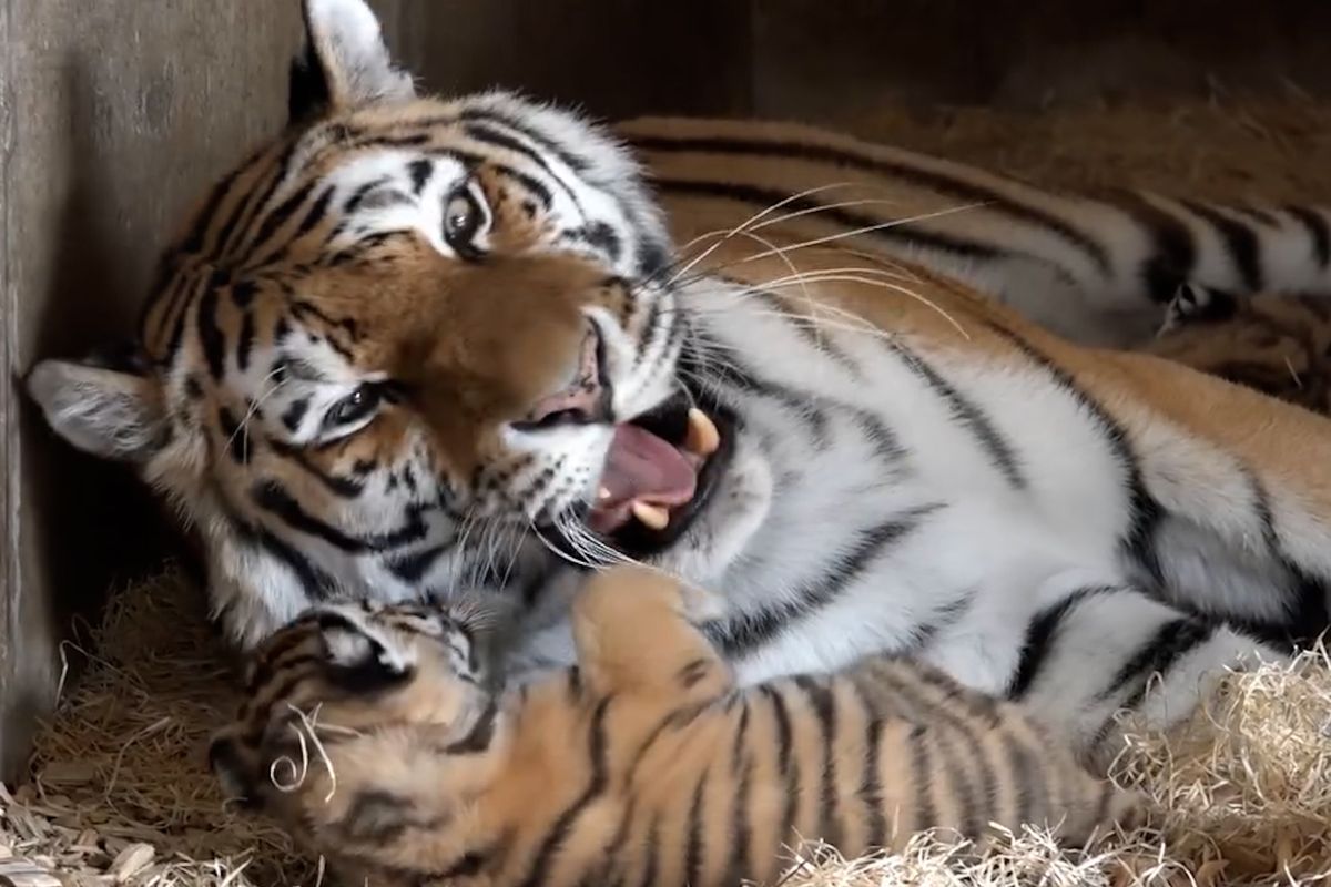 Tygří mláďata v zoo Hluboká už začínají pomalu objevovat svět venku