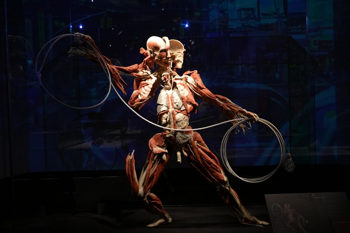 Pod kůži i do hloubky. Výstava Body Worlds ukazuje skutečná lidská těla, jak je neznáme