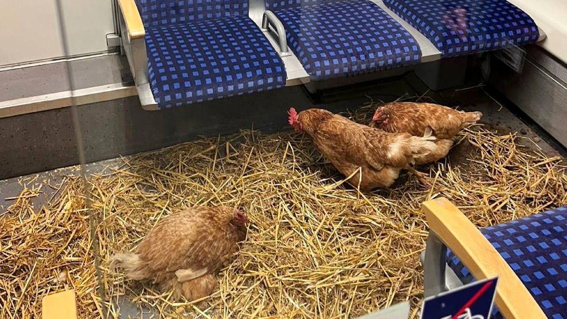Neznámý cestující zřídil v německém vlaku kurník, slepice se vezly první třídou