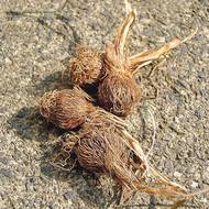 Cibulky (hlízky) šafránů kryjí vláknité šupiny.