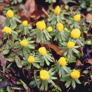 Talovín, Eranthis, má v zemi drobné černé hlízky.