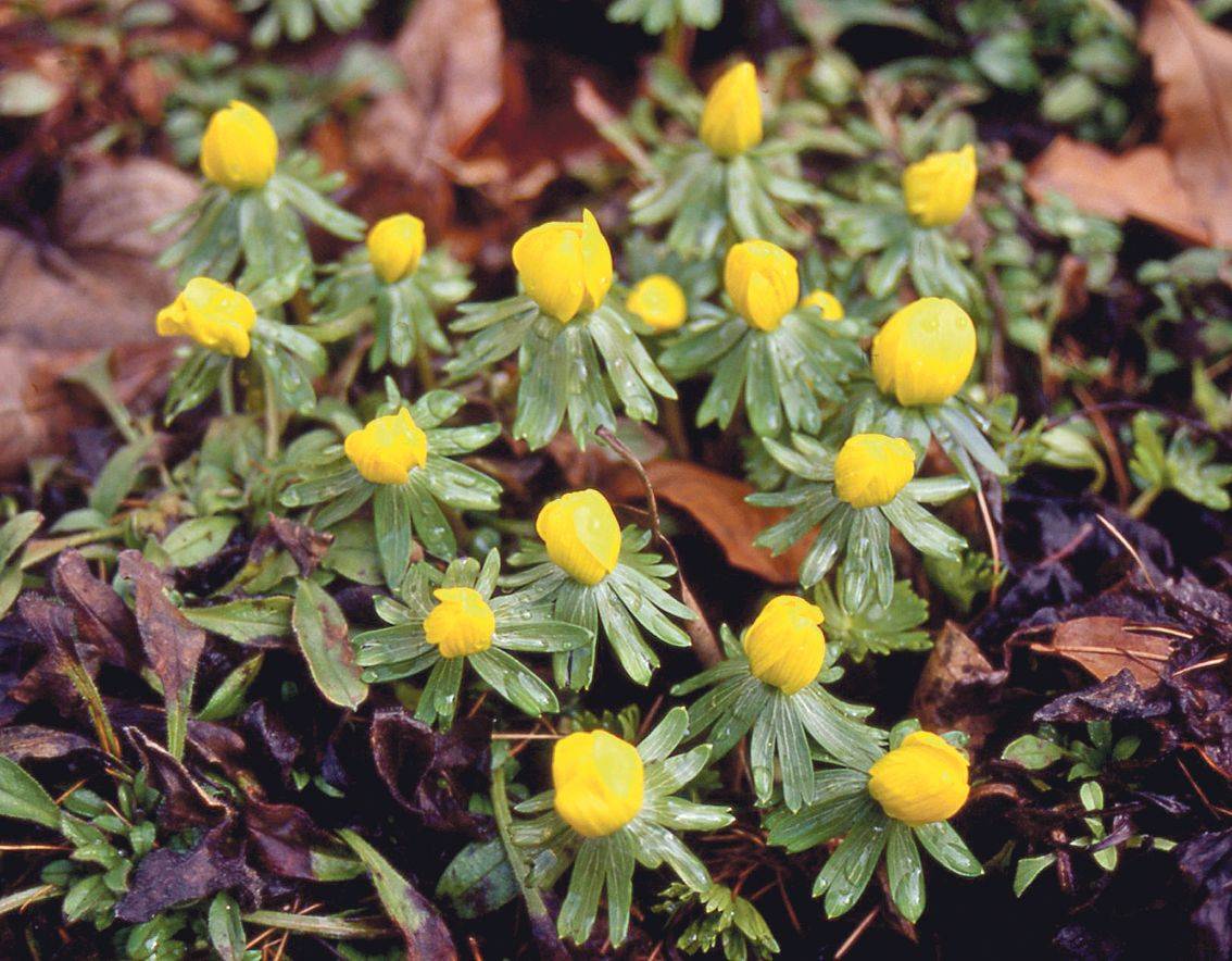 Talovín, Eranthis, má v zemi drobné černé hlízky.