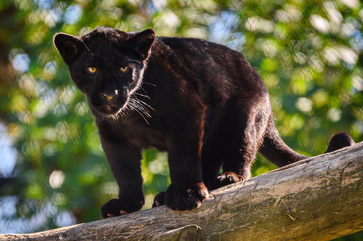 Čtyřměsíční jaguáří samička narozená ve zlínské zoo dostala jméno Mayara