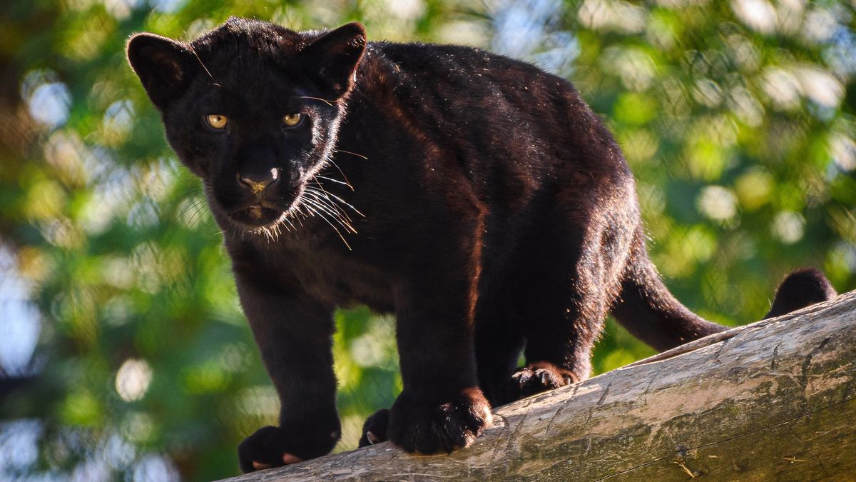 Čtyřměsíční jaguáří samička narozená ve zlínské zoo dostala jméno Mayara