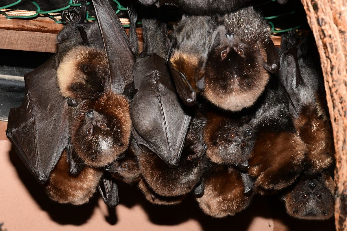 Olomoucká zoo poslala do Amsterdamu a Curychu 25 vzácných kaloňů rodriguezských