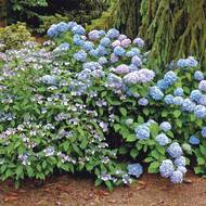 Hortenzie velkolistá a pilovitá v barvách tón v tónu v létě oživí kyselé a přistíněné stanoviště pod smrkem a před rododendronem, který už dávno odkvetl.