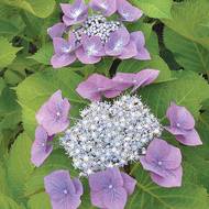 Hortenzie pilovitá je sice náročnější na půdní podmínky (kyselý substrát), ale odmění se vám neobvyklými květy v pastelových barvách.