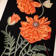 Vlčí mák je typickou českou polní květinou.