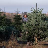 O stromky v Kopáčově se stará majitel plantáže Jiří Školník.