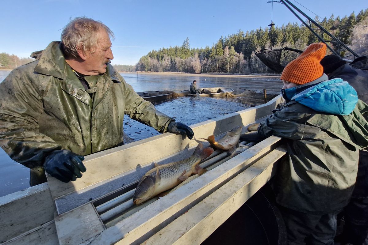 FOTO: Velké Dářko vydalo i štiky jako polena, vydry měly chuť na drahé candáty
