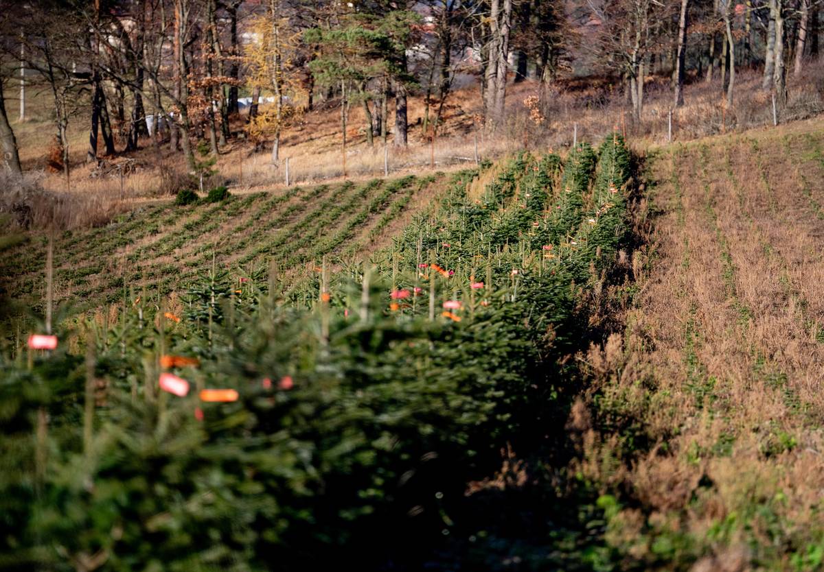 U Nasavrk si můžete vybrat svůj stromek přímo na plantáži.