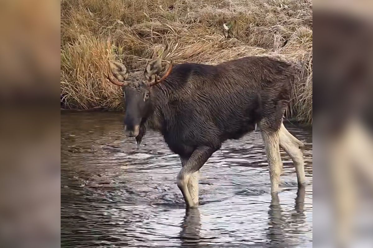 Los Emil se zabydlel na Šumavě