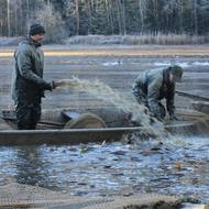 Rybám v síti je potřeba okysličovat vodu, nejdřív musí vylovit dravce.