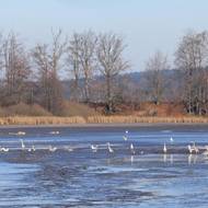 Racci a volavky čekali v blátě vypuštěného rybníka na svoji příležitost. Porybný před výlovem nachytal vydry, jež hodovaly na candátech, kteří patří k nejdražším masům.