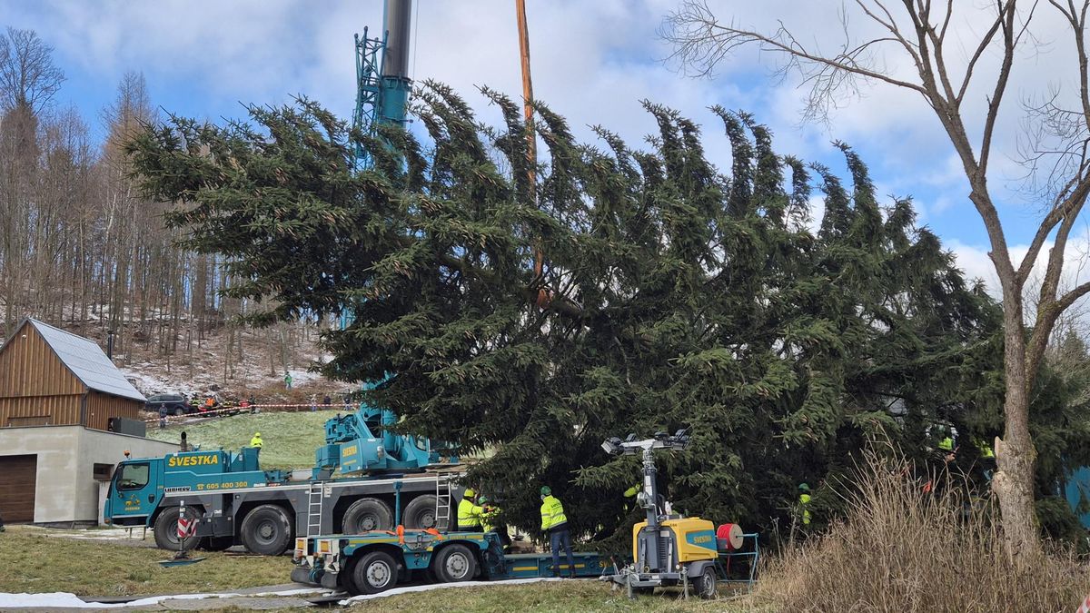 Je zahalen tajemstvím. Jak se z přerostlého smrku na podmáčené louce stal hlavní strom českých Vánoc