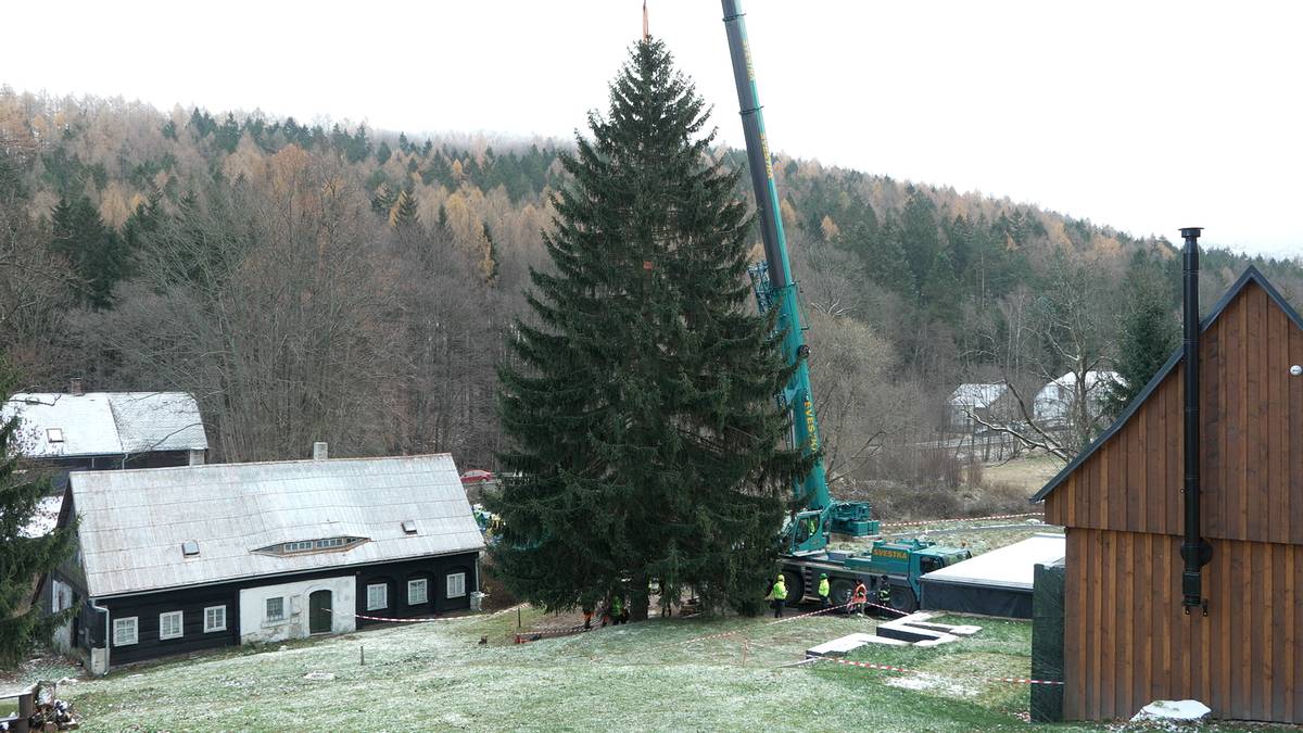 Smrk ztepilý na své „domácí“ parcele v Lesné u Jiřetína pod Jedlovou