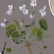 Květinám na obrazech nechybějí ani kořeny.