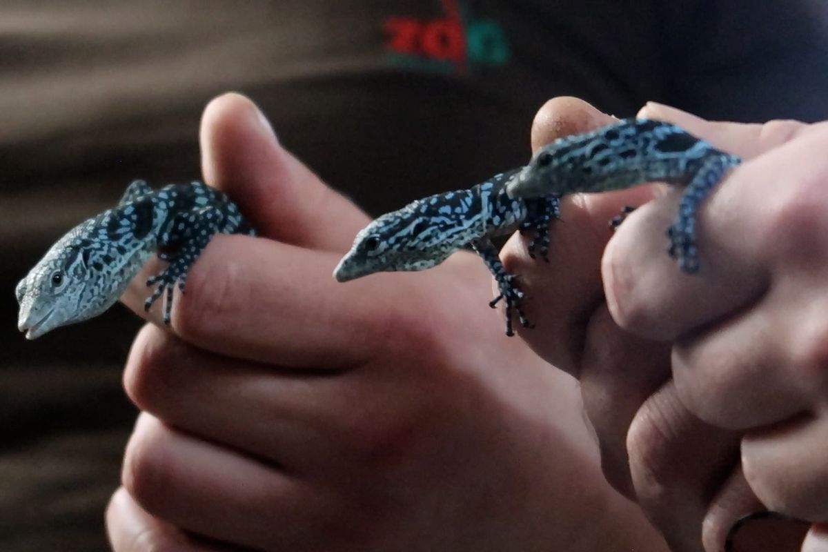 Unikát v plzeňské zoo. Dva varani se vylíhli z jednoho vejce