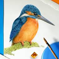 Ledňáček je jedním z nejčastěji fotografovaných a malovaných ptáků české přírody.