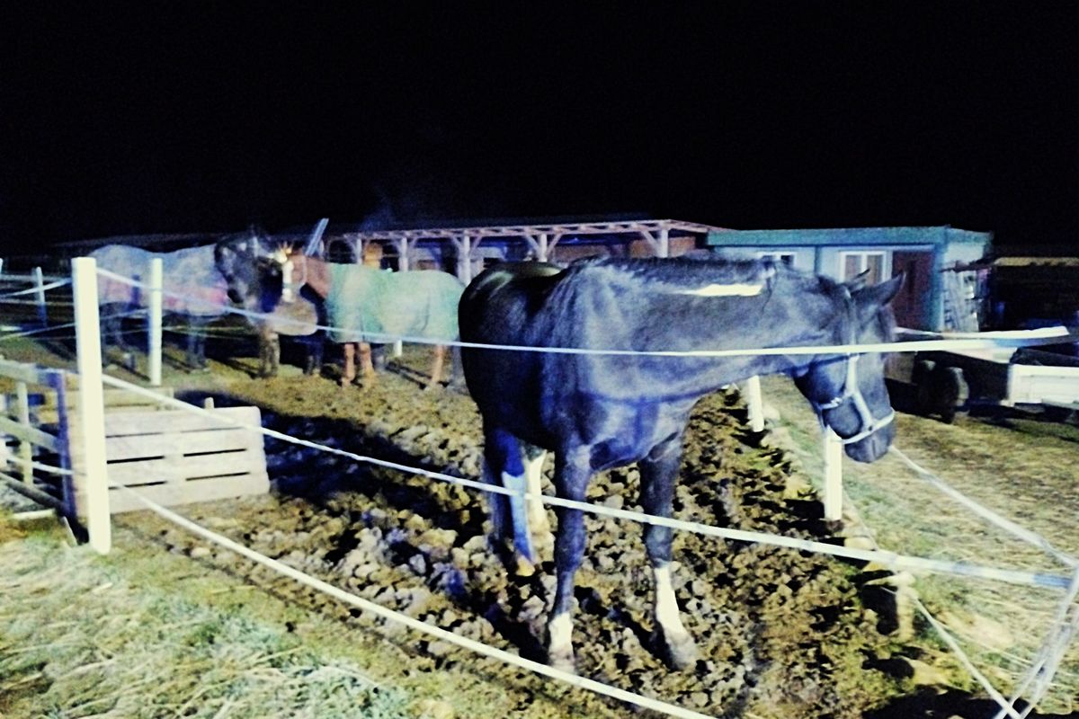 Hasiči zachránili sedmnáct koní z hořící stáje na Chomutovsku, jeden kůň nepřežil