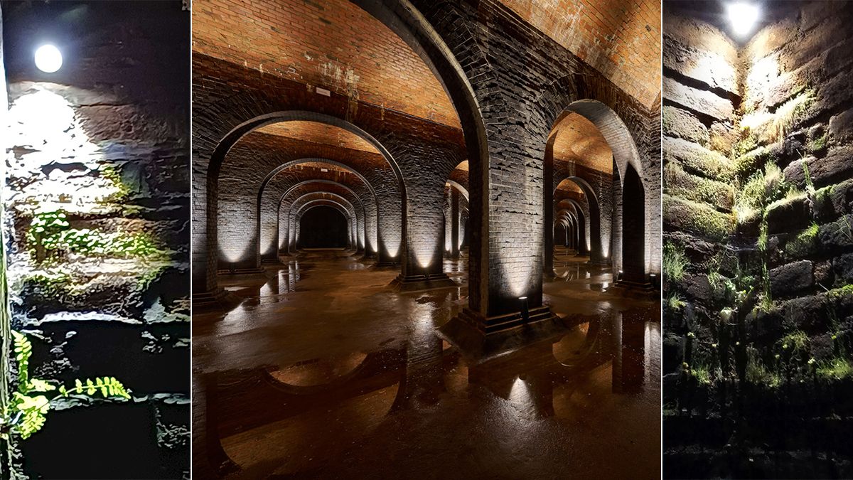 Vodojemy pod Brnem bují životem. U reflektorů se na desítkách míst zabydlely rostlinky