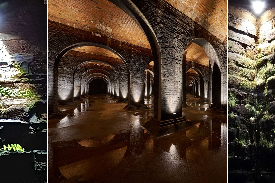 Vodojemy pod Brnem bují životem. U reflektorů se na desítkách míst zabydlely rostlinky