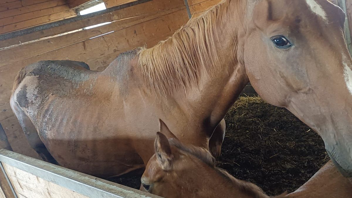 Koně u Dunajovic majitelé netýrali, tvrdí veterináři. Ochránci si budou stěžovat