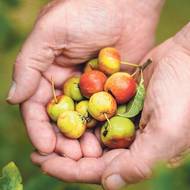 Zůstala vám jablka na větvích? Jen dobře! Ptáci je ocení.