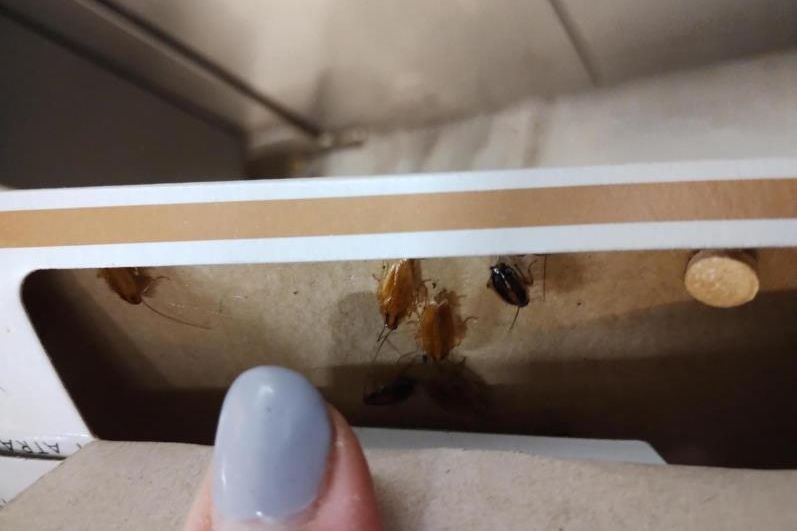 Našli tam brouky. Inspektoři si posvítili na pekárnu v brněnském „Bronxu“