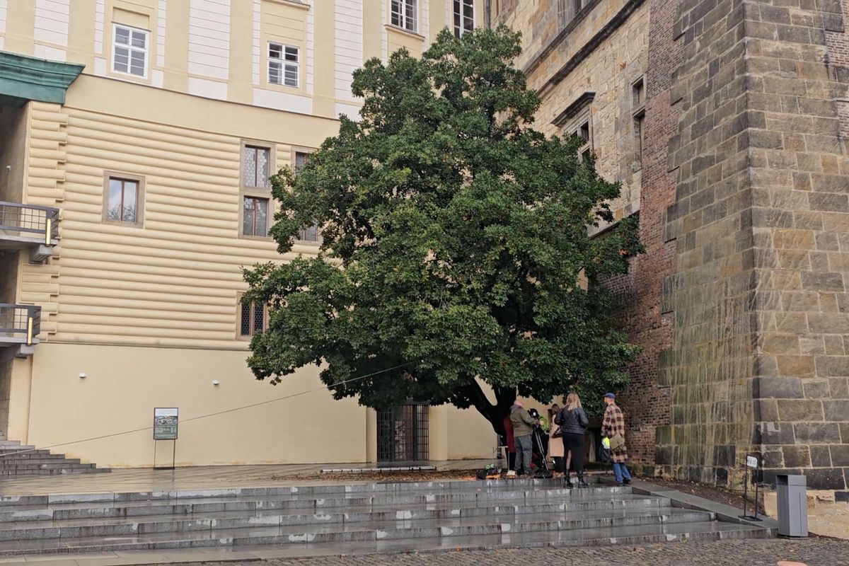 Vzácný stálezelený dub na Pražském hradě absolvoval zkoušku odolnosti  