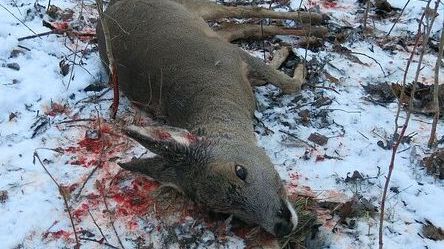 Chovatelce v Rokycanech utekl pes a zakousl srnce. Hrozí jí statisícová pokuta