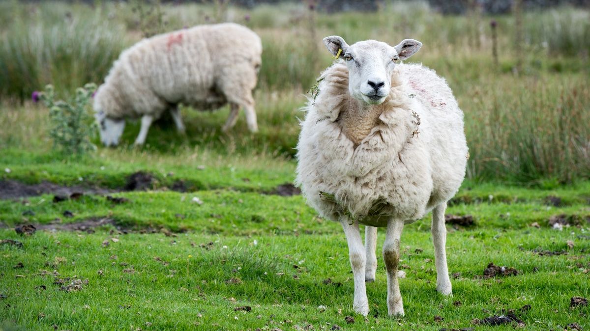 Ovce s plenou ve vlaku rozhořčila polského konzervativního politika